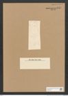 Diatomeae indet. (de-Toni-Nr.: Species 1847 ?) Zeichnungen Sammlung Grunow Nr. 3729 (NHMW-BOT-W0371369)